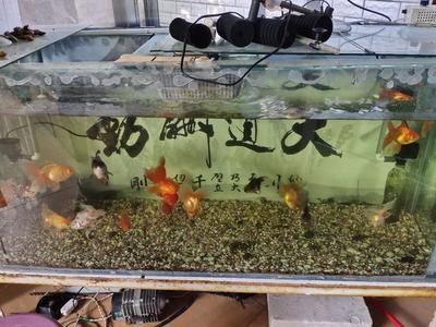 觀賞魚能用食鹽嗎（觀賞魚可以使用食鹽嗎）