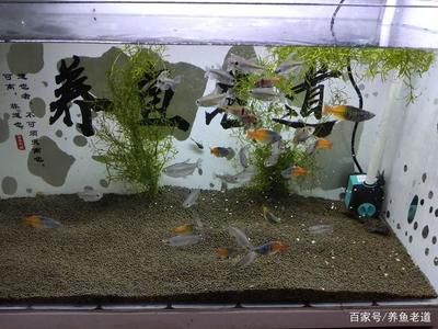 觀賞魚吃什么長的快一點（如何自制觀賞魚飼料） 觀賞魚進出口 第1張