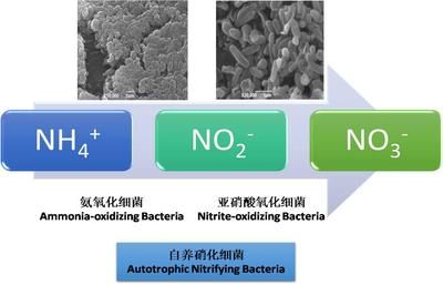 奧芬蘭硝化細(xì)菌降no2（奧芬蘭的硝化細(xì)菌好用嗎？） 定時(shí)器/自控系統(tǒng) 第4張