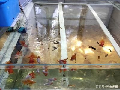 觀賞魚養(yǎng)魚視頻在線觀看（觀賞魚養(yǎng)殖技術視頻） 觀賞龜/鱉飼料 第1張