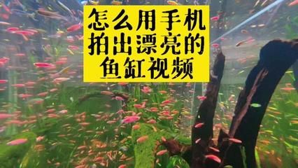 觀賞魚養(yǎng)魚視頻在線觀看（觀賞魚養(yǎng)殖技術視頻） 觀賞龜/鱉飼料 第3張