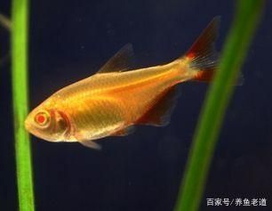 比較兇猛的觀賞魚（猛魚種類介紹） 南美異形觀賞魚 第1張