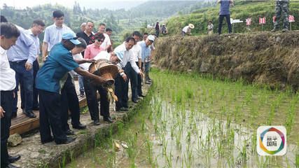 稻魚共生的好處（“稻魚共生”是一種怎樣的存在？） 祥龍金禾金龍魚 第1張