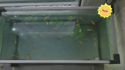 紅瑪麗和黑瑪麗能繁殖嗎（紅瑪麗和黑瑪麗和黑瑪麗觀賞魚的養(yǎng)護技巧卵胎生觀賞魚的養(yǎng)護技巧） 巴卡雷龍魚 第2張