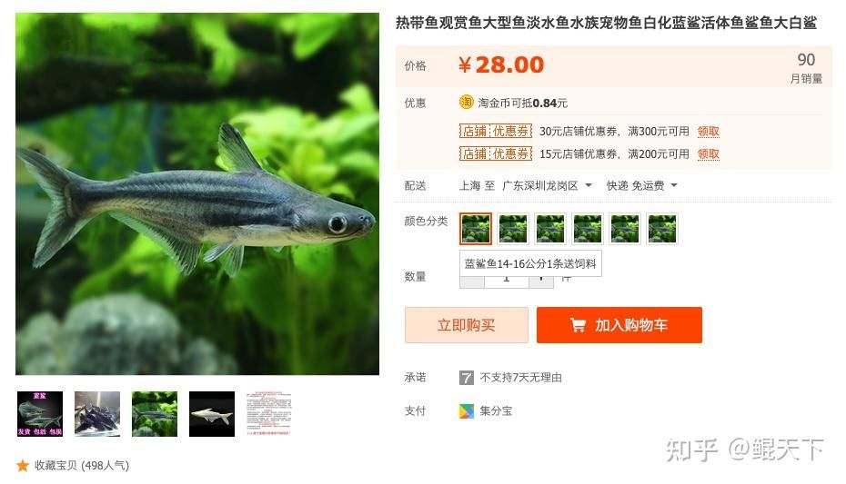 觀賞魚銷售平臺(tái)排名（2018觀賞魚銷售平臺(tái)排名） 粗線銀版魚 第1張