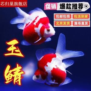 大日玉鯖金魚(yú)（大日玉鯖金魚(yú)的養(yǎng)殖技巧）