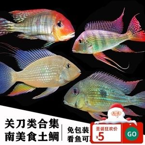 紅眼白子關(guān)刀魚能長多大（紅眼白子關(guān)刀魚的繁殖技巧） 熱帶魚魚苗批發(fā) 第3張