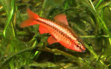 紅玫瑰魚(yú)（紅玫瑰魚(yú)是一種熱帶觀賞魚(yú)） 水族雜談 第2張