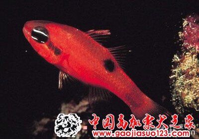 紅玫瑰魚(yú)（紅玫瑰魚(yú)是一種熱帶觀賞魚(yú)） 水族雜談 第3張