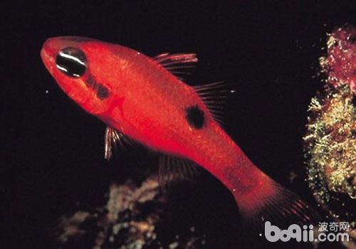 紅玫瑰魚(yú)（紅玫瑰魚(yú)是一種熱帶觀賞魚(yú)） 水族雜談 第1張