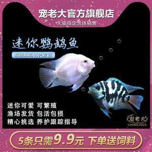 觀賞魚(yú)熱帶（關(guān)于熱帶觀賞魚(yú)的一些詳細(xì)信息） 觀賞魚(yú)論壇 第1張