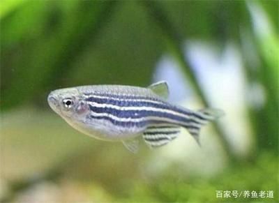 觀賞魚養(yǎng)幾只最好（關(guān)于觀賞魚的幾個(gè)關(guān)鍵點(diǎn)） 龍魚之家 第3張