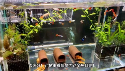 大魚缸里的魚產(chǎn)卵了怎么辦（大魚缸里的魚產(chǎn)卵需要采取一系列措施來確保魚卵能夠順利孵化） 埃及神仙魚 第1張