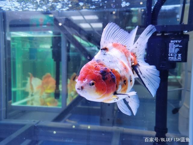 大金魚缸結(jié)構(gòu)（大金魚缸的結(jié)構(gòu)設(shè)計需要注意什么？） 祥禾Super Red紅龍魚 第4張