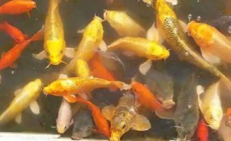 草魚觀賞魚養(yǎng)幾條（草魚觀賞魚養(yǎng)幾條合適） 水族主題相關(guān) 第3張