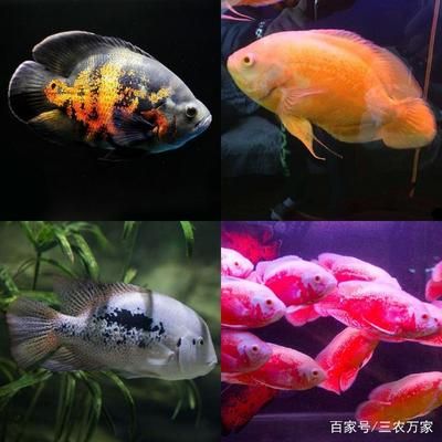 觀賞魚可以吃蚯蚓嗎（觀賞魚可以吃蚯蚓的餌料除了蚯蚓還可以食用哪些餌料）