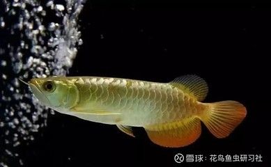 觀賞魚的價值是什么（全球觀賞魚市場的現(xiàn)狀與趨勢全球觀賞魚市場現(xiàn)狀與趨勢）