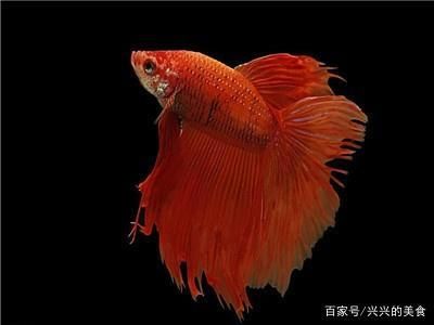 觀賞魚(yú)分為（觀賞魚(yú)可以根據(jù)生活環(huán)境和一些其他的特征進(jìn)行分類）