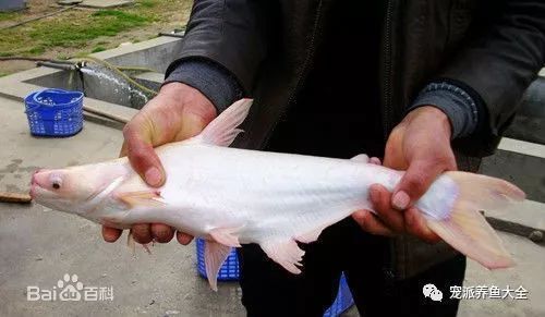 觀賞魚白鯊魚怎么養(yǎng)（養(yǎng)白鯊魚需要注意什么？） 狗頭魚 第3張