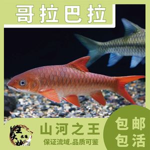 哥拉巴拉紅吉羅好養(yǎng)嗎（哥拉巴拉紅吉羅怎么養(yǎng)？）