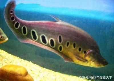 東洋刀魚（東洋刀魚是一種原產(chǎn)于泰國、印度等地的淡水魚類觀賞魚） 飛鳳魚 第4張