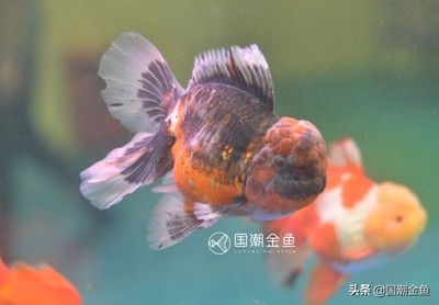 觀賞魚(yú)金魚(yú)論文怎么寫(xiě)（觀賞魚(yú)金魚(yú)論文） 大日玉鯖魚(yú) 第3張