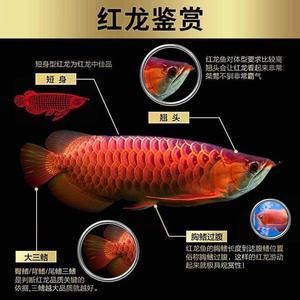 紅龍發(fā)色怎么是黃的（關(guān)于紅龍魚發(fā)色的一些詳細信息） 羅漢魚 第1張