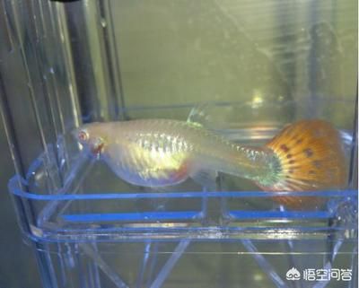 觀賞魚專用魚鹽作用是什么意思（觀賞魚專用鹽在水族養(yǎng)殖中的應(yīng)用） 白子關(guān)刀魚苗 第4張