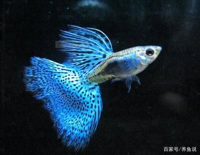 觀賞魚(yú)加黃粉的注意事項(xiàng)（觀賞魚(yú)疾病預(yù)防策略除了治療效果和安全性） 魚(yú)糧魚(yú)藥 第1張