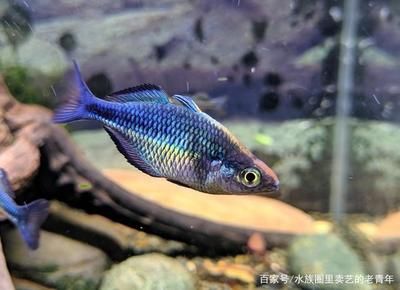 觀賞魚(yú)美人魚(yú)品種有哪些（剛果美人魚(yú)的養(yǎng)殖秘籍） 斑馬鴨嘴魚(yú)苗 第4張