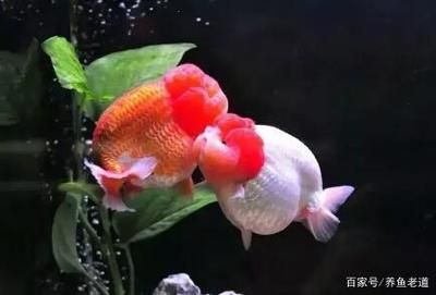 紅觀(guān)賞魚(yú)增紅飼料怎么喂（如何自制觀(guān)賞魚(yú)飼料） 虎紋銀版魚(yú) 第3張