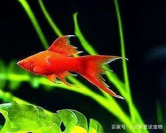 紅觀(guān)賞魚(yú)增紅飼料怎么喂（如何自制觀(guān)賞魚(yú)飼料） 虎紋銀版魚(yú) 第2張