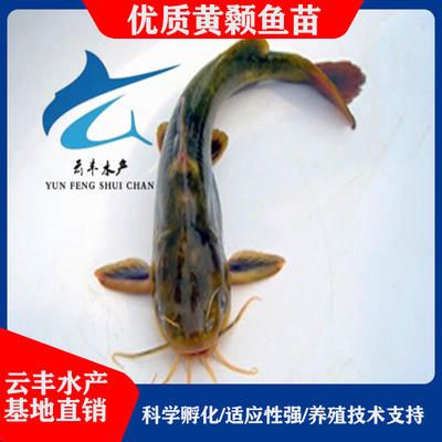 廣東觀賞魚批發(fā)市場在哪里（廣東省內(nèi)觀賞魚批發(fā)市場） 申古三間魚 第3張