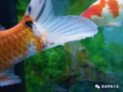 觀賞魚(yú)皮膚發(fā)白 九鼎魚(yú)缸 第4張