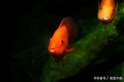 紅色的觀賞魚(yú)魚(yú)有哪些品種好養(yǎng)的（紅色的觀賞魚(yú)的養(yǎng)護(hù)技巧了解如何正確養(yǎng)護(hù)觀賞魚(yú)的養(yǎng)護(hù)技巧）