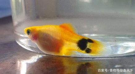 觀賞魚等級劃分（觀賞魚的種類和飼養(yǎng)技巧） 女王大帆魚 第3張