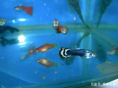 觀賞魚買賣不賺錢（寵物店經(jīng)營策略解析觀賞魚養(yǎng)殖技術(shù)揭秘） 量子養(yǎng)魚技術(shù) 第1張