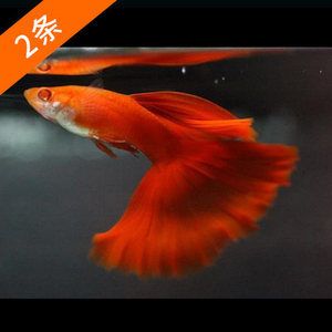 觀賞魚紅眼怎么回事（如何預防觀賞魚紅眼）