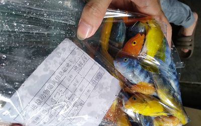 廣州海水觀賞魚（廣州市內(nèi)最大的觀賞魚批發(fā)市場） 硝化細(xì)菌 第4張