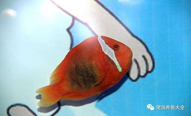 觀賞魚能吃么？（觀賞魚的養(yǎng)殖誤區(qū)） 水族雜談 第1張