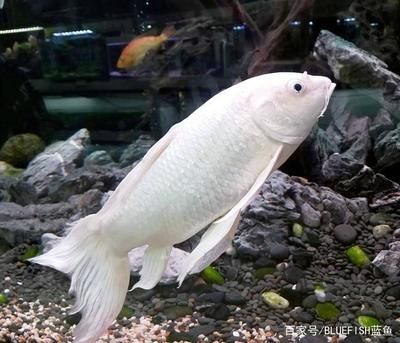 白色大型觀賞魚（白色大型觀賞魚有哪些種類？） 狗仔招財貓魚 第4張