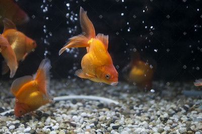 都有什么觀賞魚類（常見的觀賞魚種類） 泗水龍魚 第3張