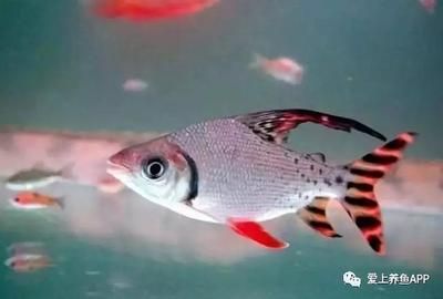 不適合混養(yǎng)的觀賞魚(yú)排名第2（不適合混養(yǎng)的觀賞魚(yú)排名） 沖氧泵 第3張