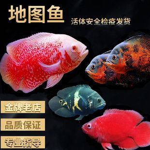 黑白鸚鵡魚（鸚鵡魚的特點和飼養(yǎng)技巧） 祥龍水族濾材/器材 第4張