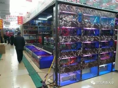 觀賞魚巿場（觀賞魚市場發(fā)展前景如何？） iwish愛唯希品牌魚缸 第2張