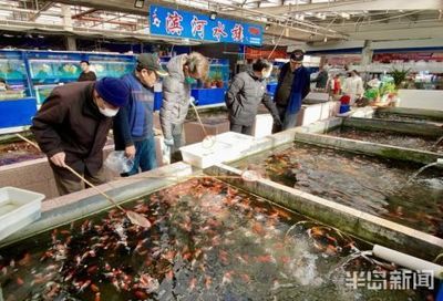 觀賞魚巿場（觀賞魚市場發(fā)展前景如何？） iwish愛唯希品牌魚缸 第1張