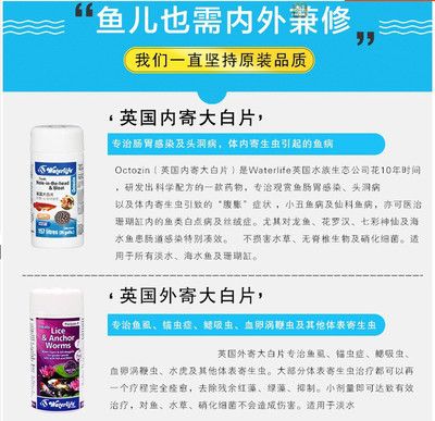 觀賞魚大白片能長期用嗎有毒嗎（大白片是一種治療觀賞魚疾病的藥物） 龍鳳鯉魚 第1張