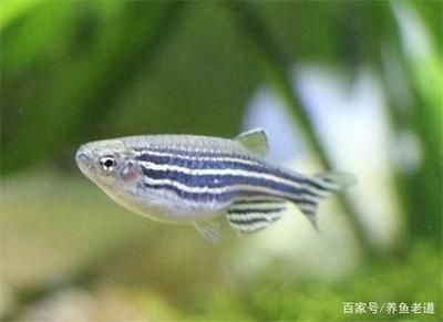 觀賞魚 腸炎（關(guān)于觀賞魚腸炎的防治方法及其原因分析）