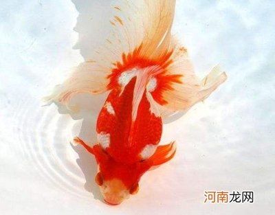 和金魚能混養(yǎng)的觀賞魚品種（觀賞魚混養(yǎng)攻略）