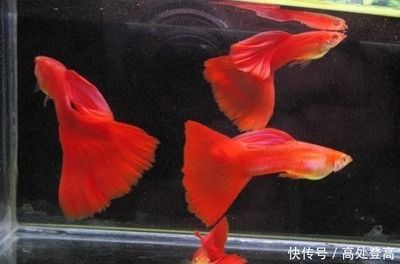 3條龍魚(yú)怎么養(yǎng)（養(yǎng)殖三條龍魚(yú)時(shí)需要注意的事項(xiàng)包括選擇合適的魚(yú)缸尺寸、水質(zhì)管理）